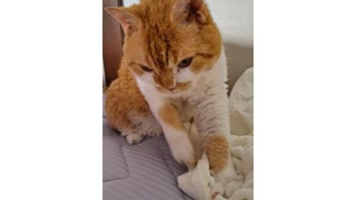 ふみふみしていた猫