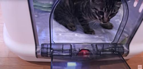 キャリーバッグの中にいる子猫