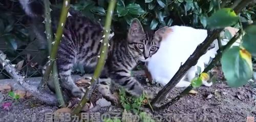 大人の猫と子猫