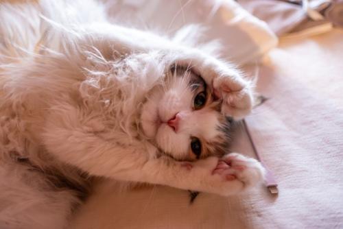 甘えて「ごめんニャ」をする猫