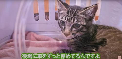 キャリーバッグの中にいる子猫