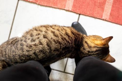 足元にスリスリする猫