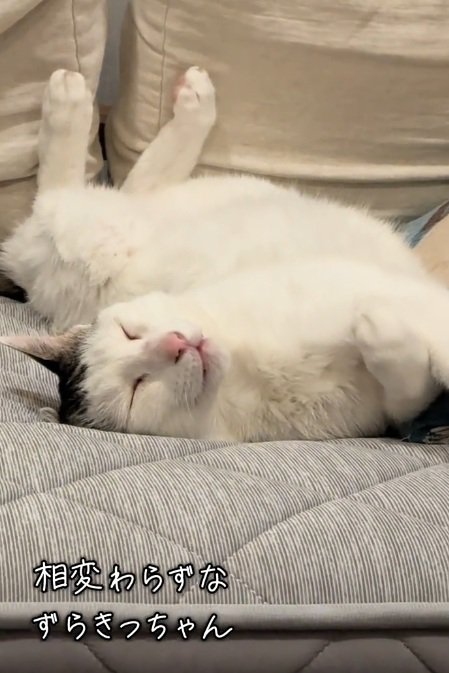 へそ天でねじれて寝ている猫の顔のアップ