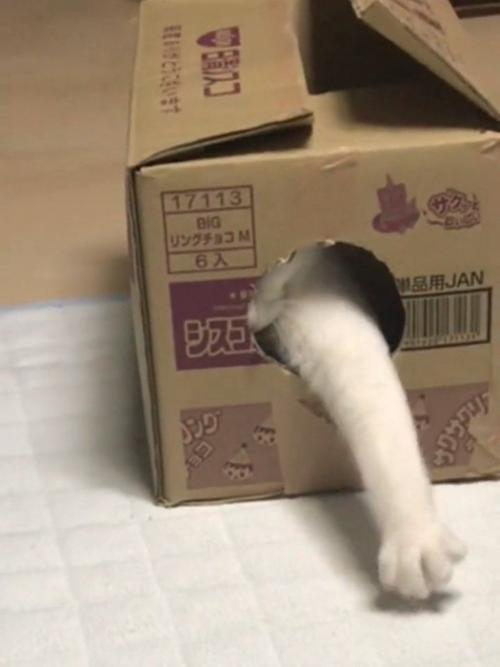 箱から前足を出す猫