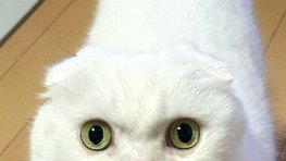 目を見開く猫