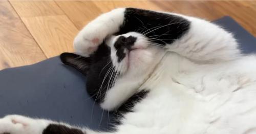 寝る猫
