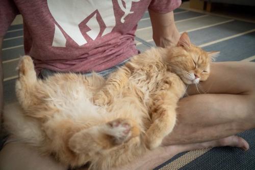 股の間で寝る猫