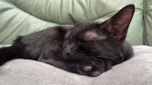 しっぽを横に動かした猫