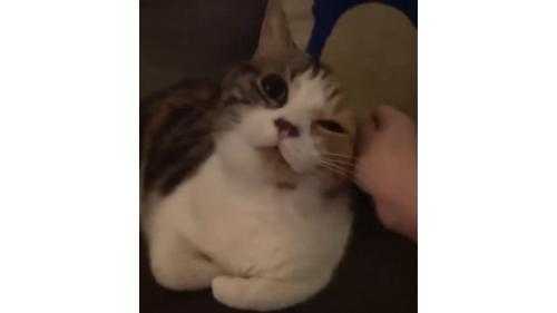 ソファーに座る猫