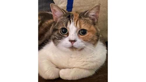 ソファーに座る猫