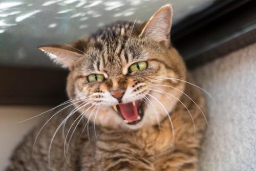 ビックリ顔の猫