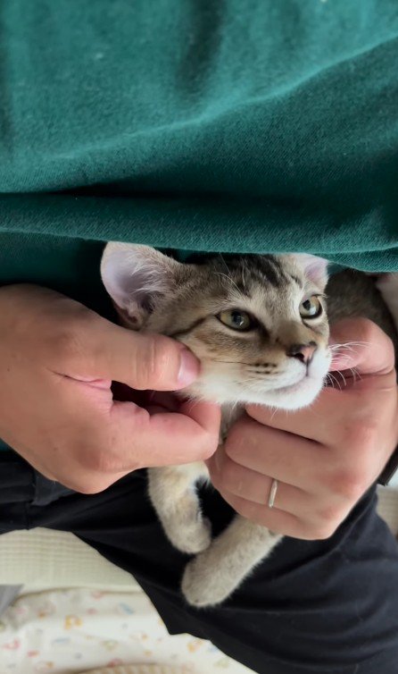 なでられる猫