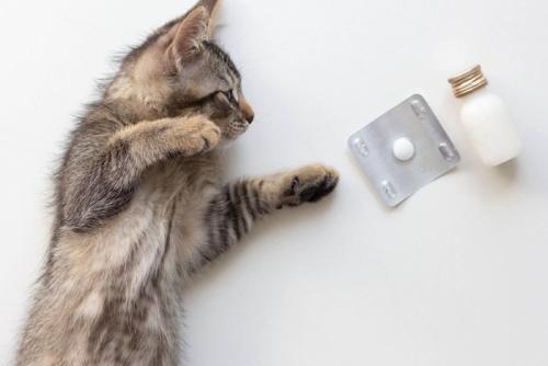 子猫と薬