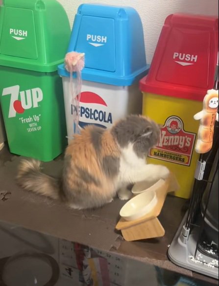 ドンドンするねこ