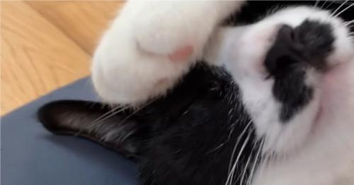 爆睡する猫