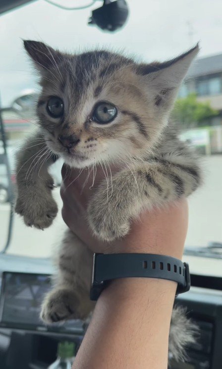 保護された猫