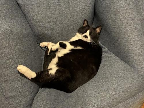 くつろぐ猫