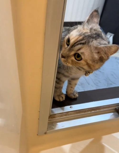 お風呂場に来た猫