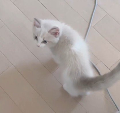 振り返る猫