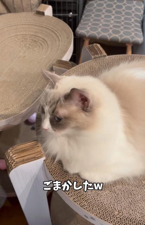 横目でチラ見する猫
