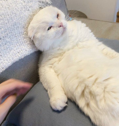 脱力する猫