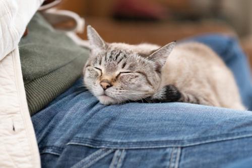 足の上で眠る猫