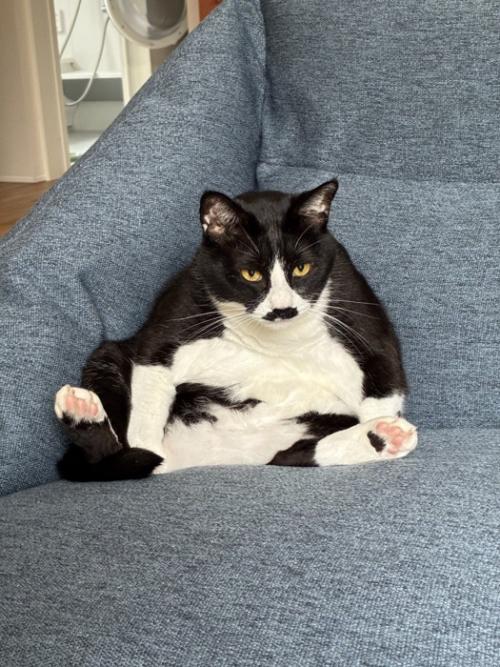 座る猫