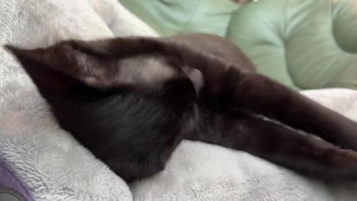 伸びる猫