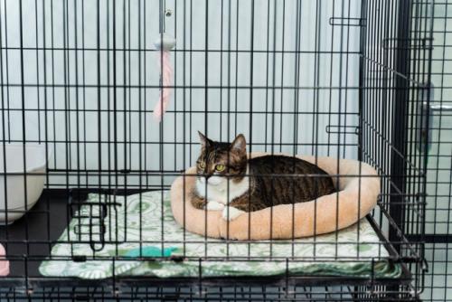 ケージの中で休む猫