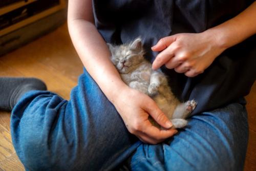 すやすや眠る子猫