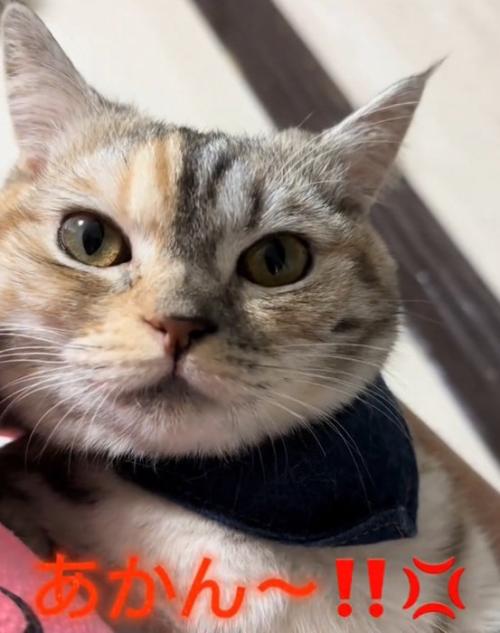 怒る猫
