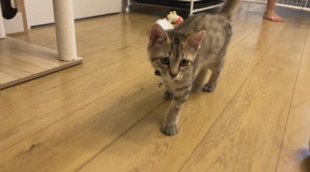 歩いている猫