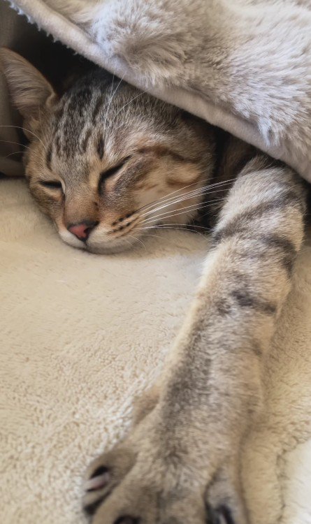 寝ている猫
