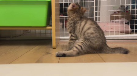 座っている猫