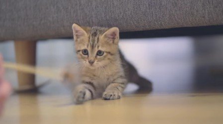 遊んでいる猫