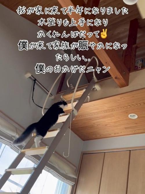 はしごを登る猫