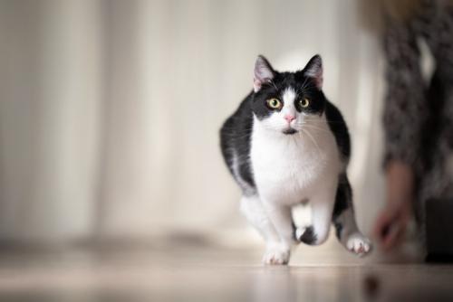 ダッシュする猫