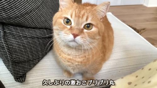 怒りの表情のプリンくん