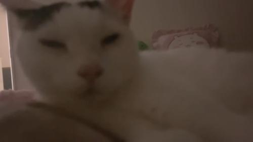 ピントが合わないチロくん