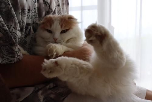 抱っこされている猫
