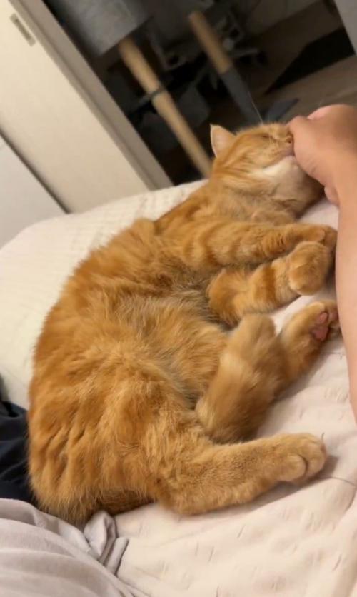 においを嗅ぐ猫