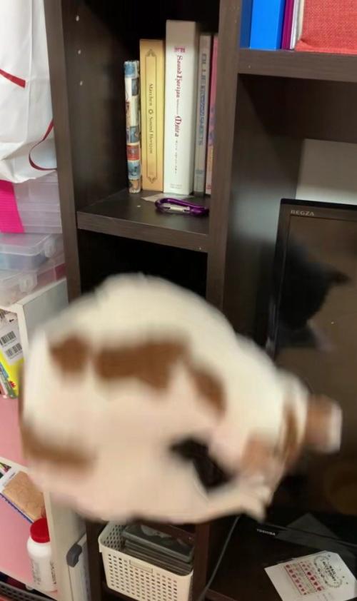 棚に入っている猫
