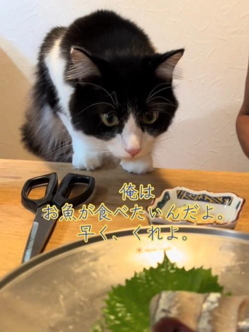 テーブルに前足を乗せる猫