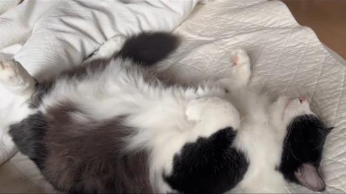 寝ている猫