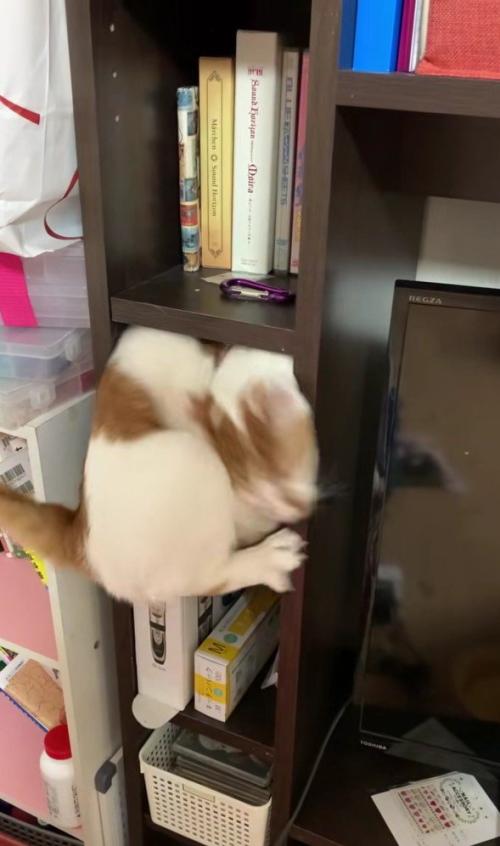 棚に入っている猫