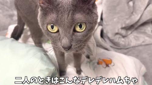 デレデレハムちゃん