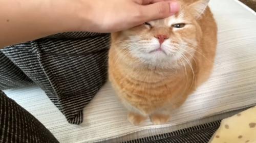 なでられるプリンくん