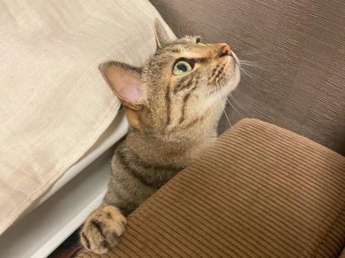 スキマから顔を出す猫