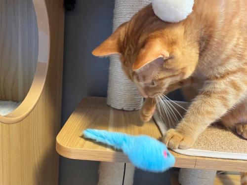 ねずみのおもちゃを落とす猫