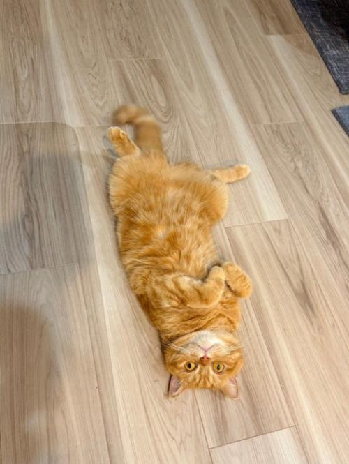 床でへそ天する猫